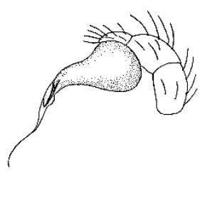 speciesimage