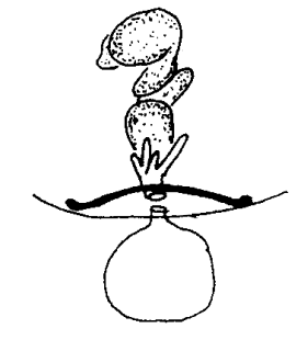 speciesimage