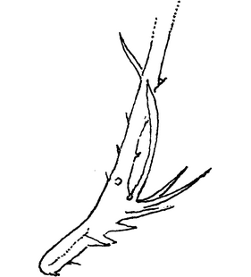 species