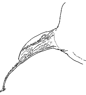 species