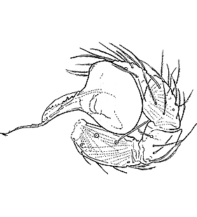 species
