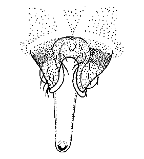 speciesimage