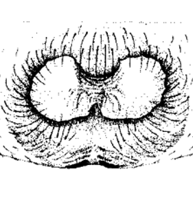 speciesimage