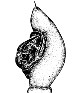 speciesimage