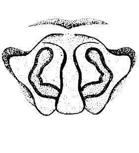 speciesimage