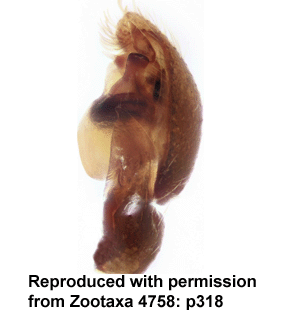 species