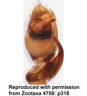 species