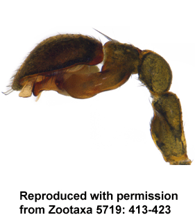 species