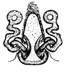 speciesimage