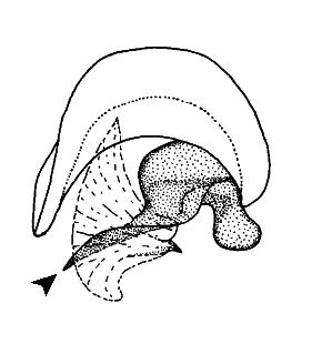 speciesimage