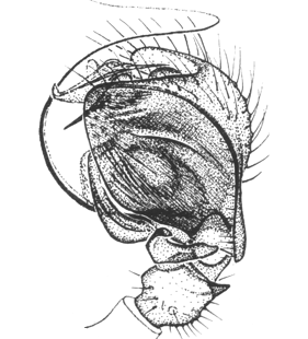 speciesimage