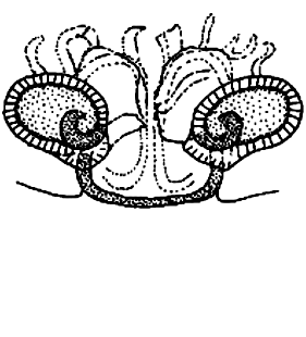 speciesimage