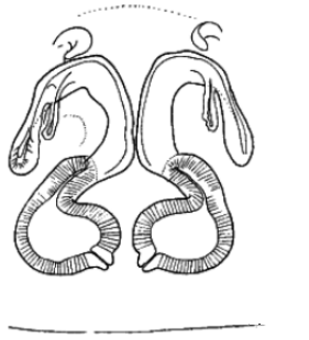 speciesimage