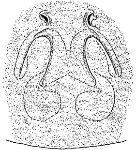 species