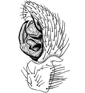 species