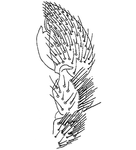 species