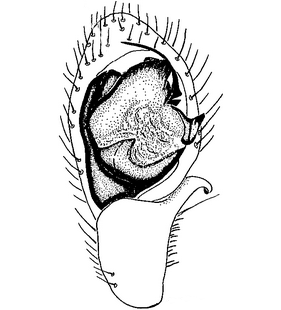 species