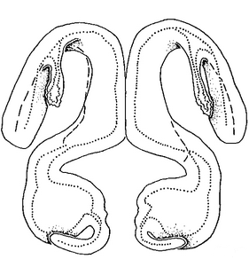 species
