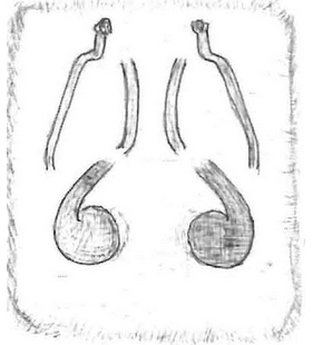 species