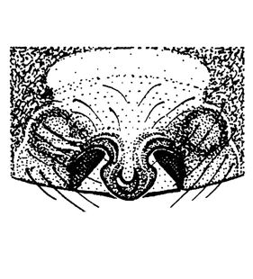 speciesimage