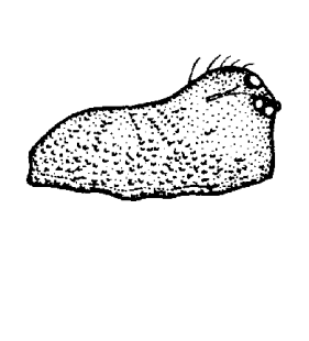 speciesimage