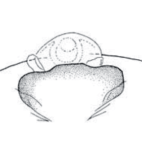 species
