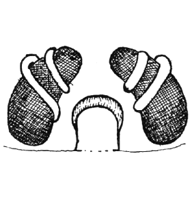 speciesimage