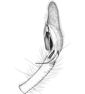 species
