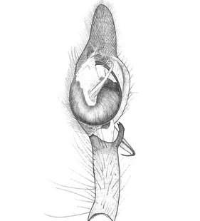 species