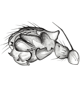 speciesimage
