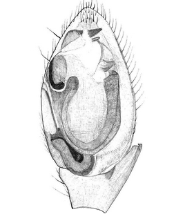 species