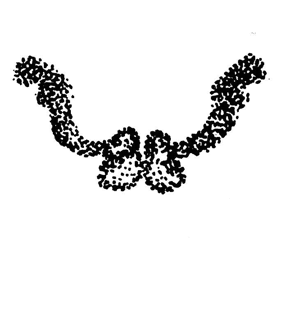 speciesimage
