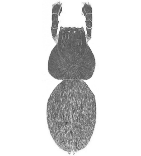 species