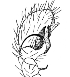 speciesimage