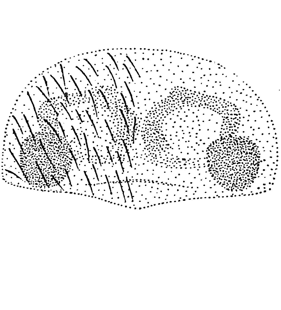 speciesimage