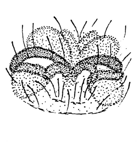 speciesimage