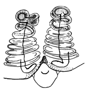 speciesimage