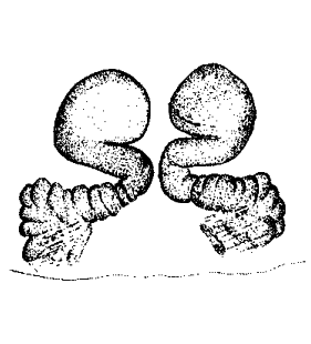 speciesimage