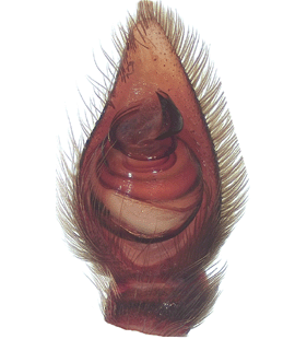 species