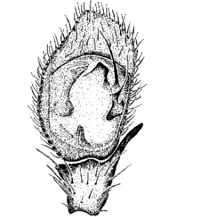 speciesimage