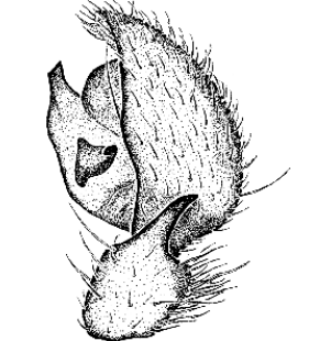 speciesimage