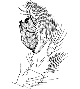 species