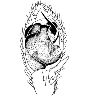 species