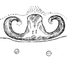 speciesimage