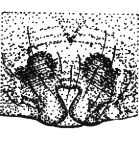 speciesimage