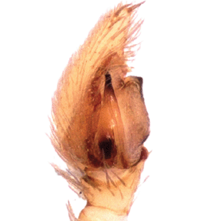 species