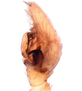 species