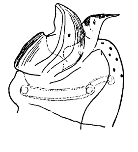 speciesimage