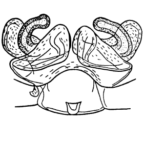 speciesimage