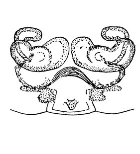 speciesimage